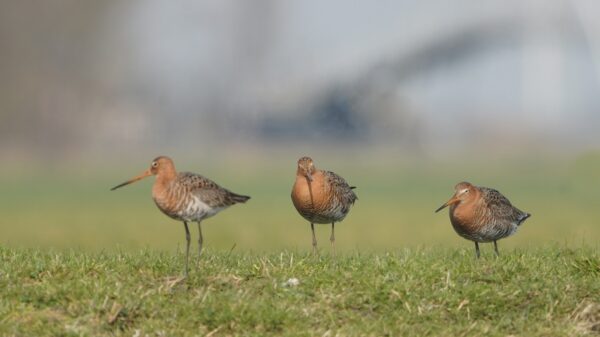Grutto (Friesland). Foto van Dick Pasman.